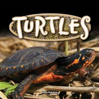 Reptiles!