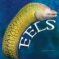 Ocean Animals