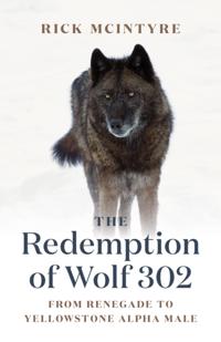 The Alpha Wolves of Yellowstone