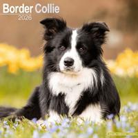 Border Collie Calendar 2026 Square Dog Breed Wall Calendar - 16 Month