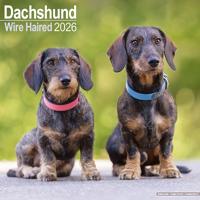 Wirehaired Dachshund Calendar 2026  Square Dog Breed Wall Calendar - 16 Month