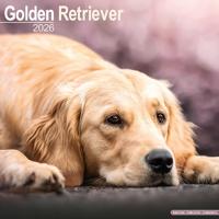 Golden Retriever Calendar 2026  Square Dog Breed Wall Calendar - 16 Month