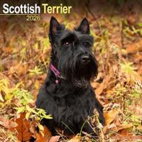Scottish Terrier Calendar 2026  Square Dog Breed Wall Calendar - 16 Month