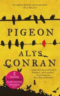 Pigeon