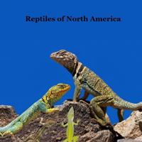 Reptiles of North America Kids Book