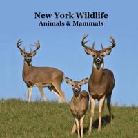 New York Animals and Mammals Kids Wildlife Book