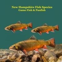New Hampshire Game Fish and Panfish Species Kids Book