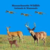 Massachusetts Animals and Mammals Kids Wildlife Book