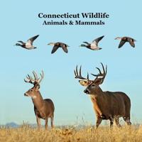 Connecticut Animals and Mammals Kids Wildlife Book