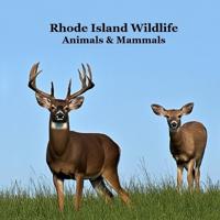 Rhode Island Animals and Mammals Kids Wildlife Book
