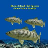 Rhode Island Game Fish and Panfish Species Kids Book