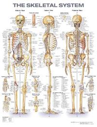 The Skeletal System Anatomical Chart