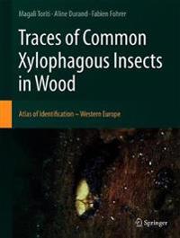 Traces of Common Xylophagous Insects in Wood