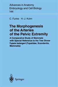 The Morphogenesis of the Arteries of the Pelvic Extremity