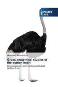 Gross anatomical studies of the ostrich heart