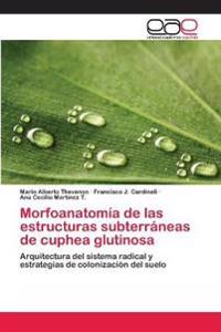 Morfoanatomía de las estructuras subterráneas de cuphea glutinosa