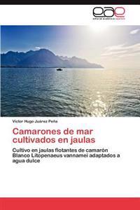 Camarones de Mar Cultivados En Jaulas