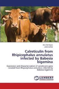 Calreticulin from Rhipicephalus annulatus infected by Babesia bigemina