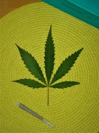 Cannabis legal?