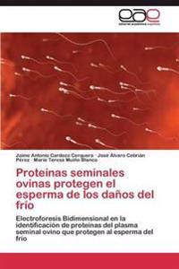 Proteínas seminales ovinas protegen el esperma de los daños del frío
