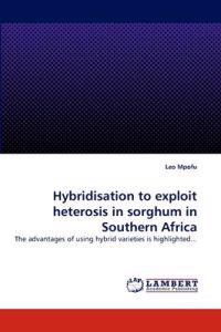 Hybridisation to exploit heterosis in sorghum in Southern Africa