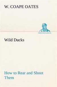 Wild Ducks How to Rear and Shoot Them