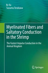 Myelinated Fibers and Saltatory Conduction in the Shrimp