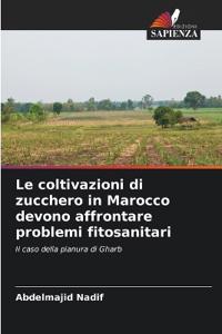 Le coltivazioni di zucchero in Marocco devono affrontare problemi fitosanitari