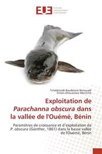 Exploitation de Parachanna obscura dans la vallée de l'Ouémé, Bénin