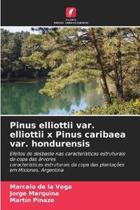 Pinus elliottii var. elliottii x Pinus caribaea var. hondurensis