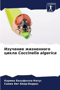 ???????? ?????????? ????? Coccinella algerica