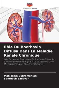 Rôle Du Boerhavia Diffusa Dans La Maladie Rénale Chronique