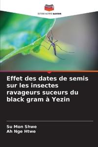 Effet des dates de semis sur les insectes ravageurs suceurs du black gram à Yezin