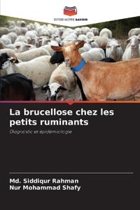 La brucellose chez les petits ruminants