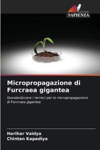 Micropropagazione di Furcraea gigantea