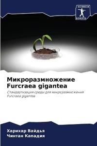 ???????????????? Furcraea gigantea