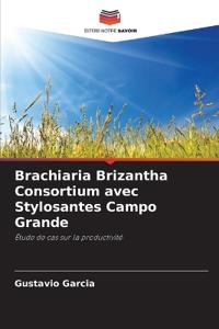 Brachiaria Brizantha Consortium avec Stylosantes Campo Grande