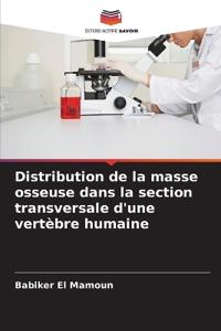 Distribution de la masse osseuse dans la section transversale d'une vertèbre humaine