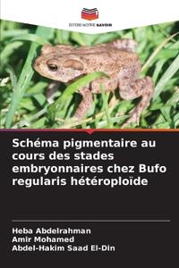 Schéma pigmentaire au cours des stades embryonnaires chez Bufo regularis hétéroploïde
