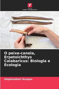 O peixe-canela, Erpetoichthys Calabaricus