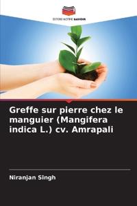 Greffe sur pierre chez le manguier (Mangifera indica L.) cv. Amrapali