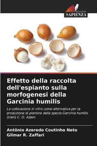 Effetto della raccolta dell'espianto sulla morfogenesi della Garcinia humilis