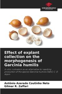 Effect of explant collection on the morphogenesis of Garcinia humilis