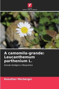 A camomila-grande