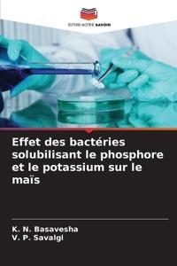 Effet des bactéries solubilisant le phosphore et le potassium sur le maïs