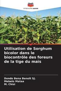 Utilisation de Sorghum bicolor dans le biocontrôle des foreurs de la tige du maïs