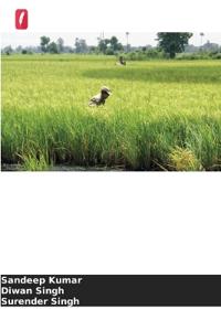 Estratégias de sementeira para o cultivo do arroz