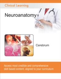 Cerebrum