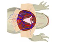 Effect of Temperature on Frog's Cardiogram