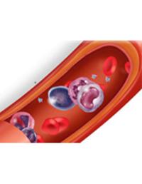 Red Blood Cell count